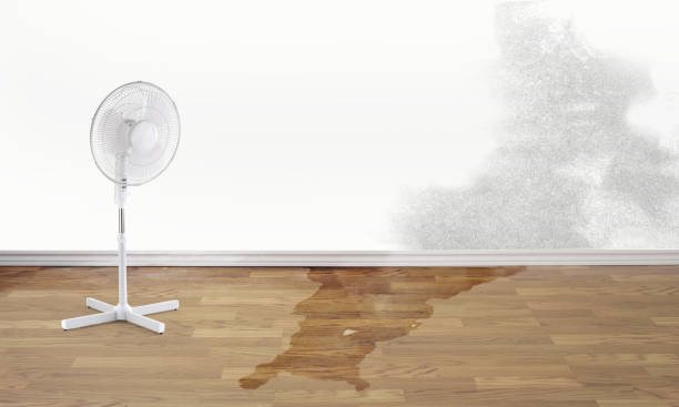 Best Basement water damage restoration  in Dogtown, CA