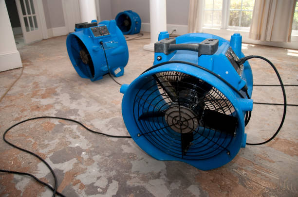 Best Water damage restoration company  in Dogtown, CA